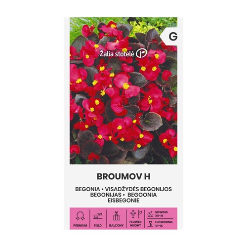Begonia, Broumov F1 röd