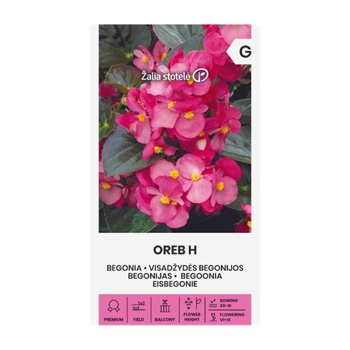 Begonia, Oreb F1