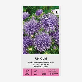 Aster, Unicum Blue