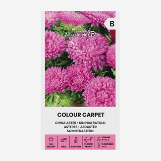 Aster, Sommar Colour Carpet Pink