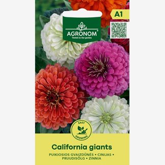Zinnia, California Giants