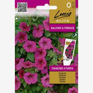 Petunia, Diamond F1 Purple