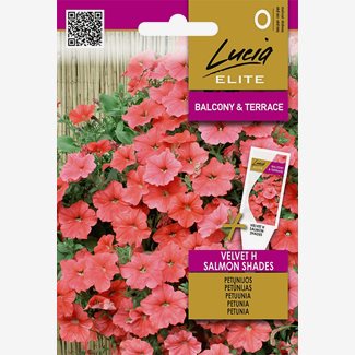 Petunia, Velvet F1 Salmon Shades
