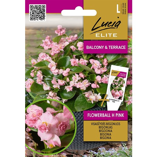 Begonia, Flowerball F1, rosa
