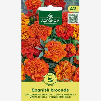 Tagetes, Spanish Brocade
