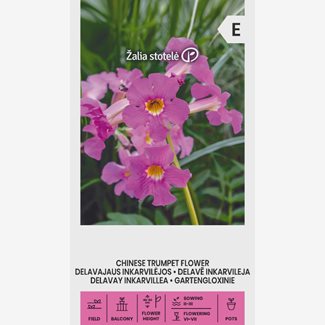 Incarvillea