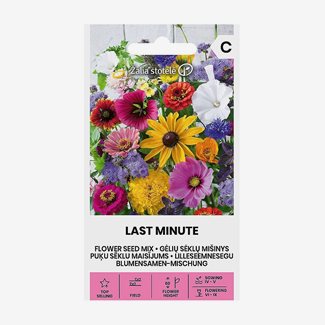 Blomsterblandning, Last minute