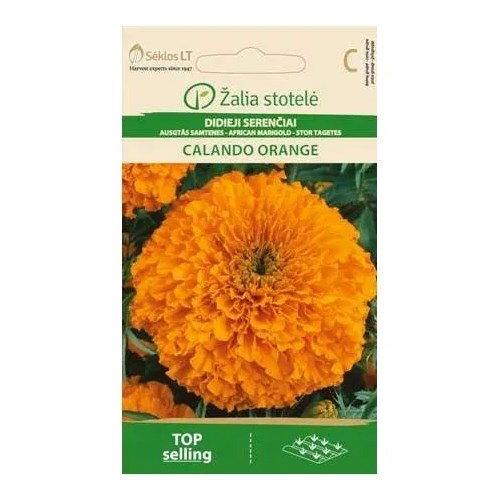 Tagetes, Calando Orange