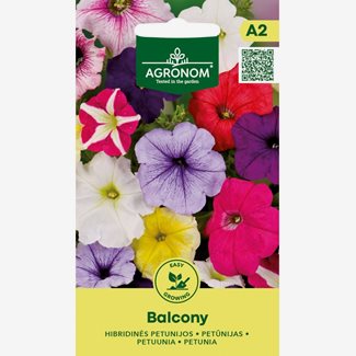 Petunia, Balcony