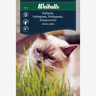 Gräs, Kattgräs