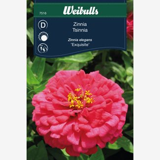 Zinnia, Exquisite