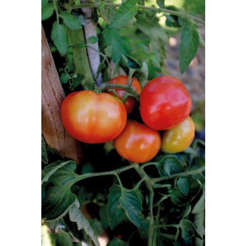 Tomat, Hög, Oh Happy Day F1