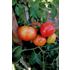 Tomat, Hög, Oh Happy Day F1