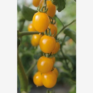 Tomat, Hög, Golden Pearl F1