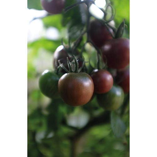Tomat, Hög, Black Cherry Organic