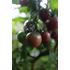 Tomat, Hög, Black Cherry Organic