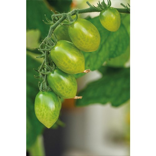 Tomat, Hög, Green Envy