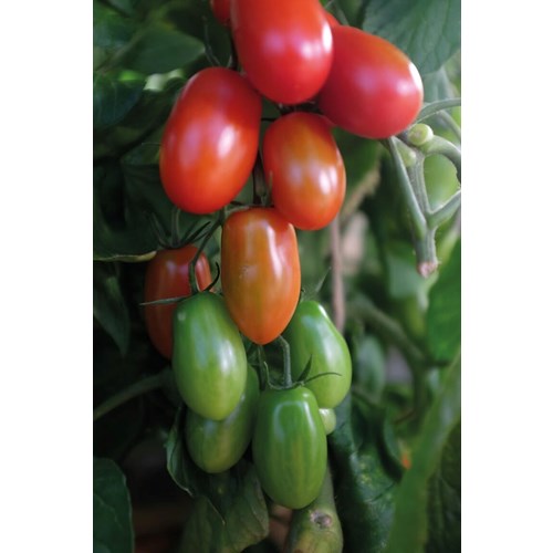 Tomat, Hög, Ravello F1