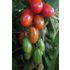 Tomat, Hög, Ravello F1