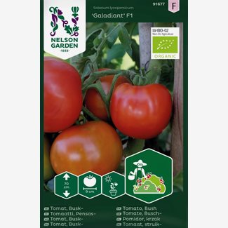 Tomat, Busk-, Galadiant F1 Organic