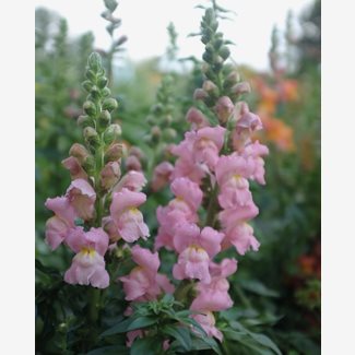 Lejongap, Opus Early Pink F1