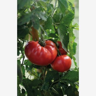 Tomat, Hög, Gigantomo F1