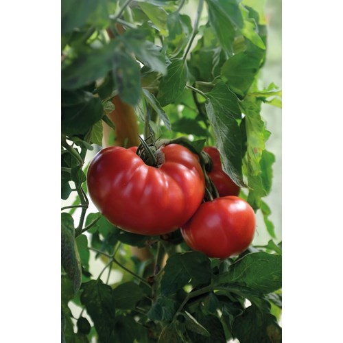 Tomat, Hög, Gigantomo F1
