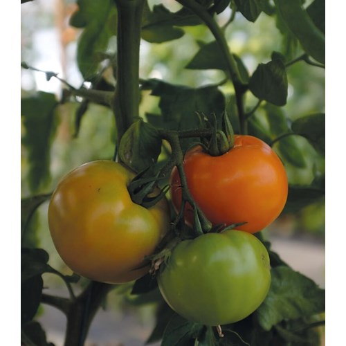 Tomat, Hög, Orange Wellington F1