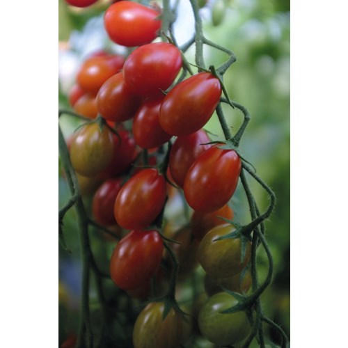 Tomat, Hög, Perita EKO