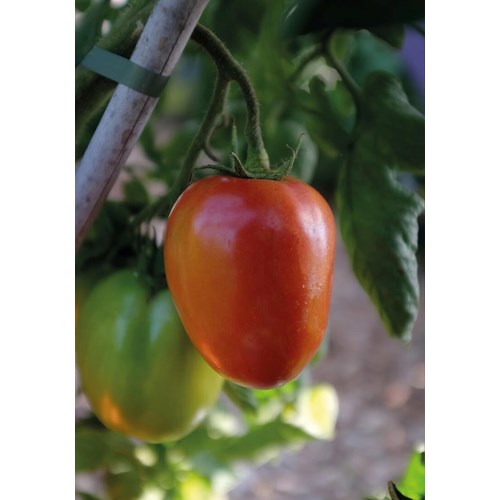 Tomat, Hög, Big Mama F1