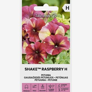Petunia, Shake Raspberry F1