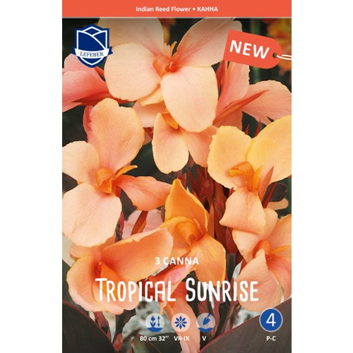 Kanna, Tropical Sunrise