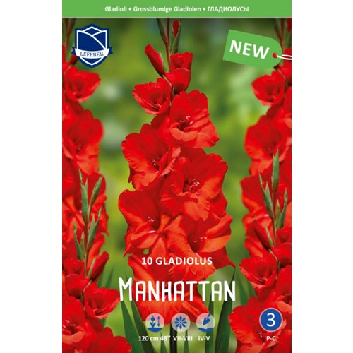 Gladiol, Manhattan
