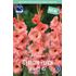 Gladiol, Georga Peach