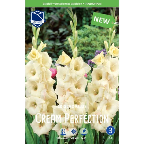 Gladiol, Cream Perfection