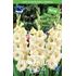 Gladiol, Cream Perfection