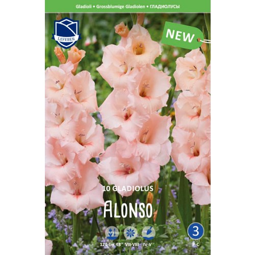 Gladiol, Alonso