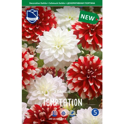 Dahlia, Temptation