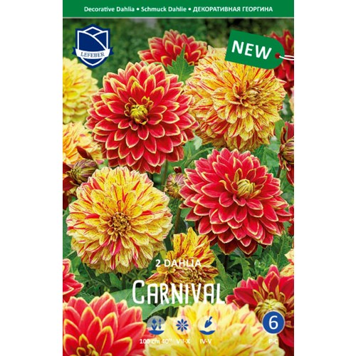 Dahlia, Carnival