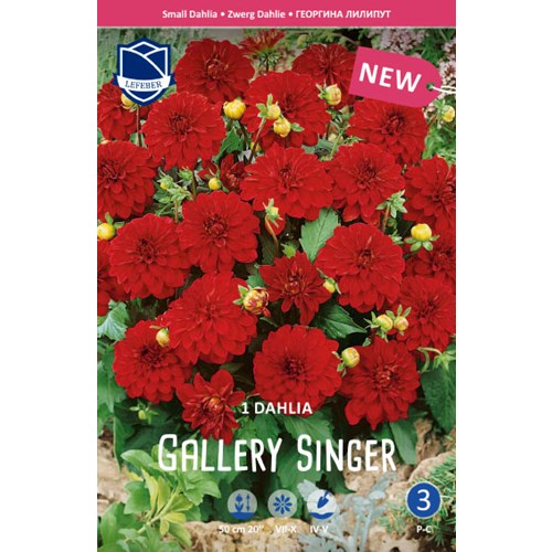 Dahlia, Gallery Singer