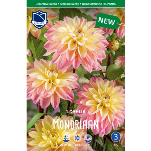 Dahlia, Mondriaan
