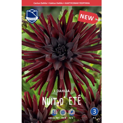 Dahlia, Nuit d Ete