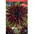 Dahlia, Nuit d Ete