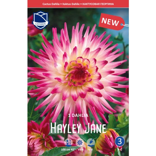 Dahlia, Hayley Jane