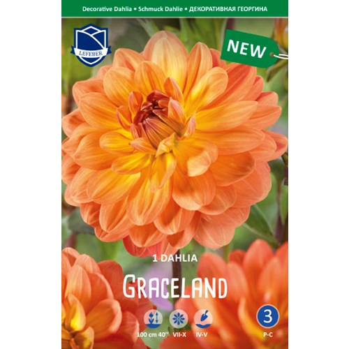 Dahlia, Graceland