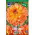 Dahlia, Graceland