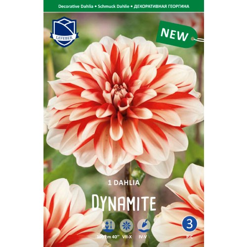 Dahlia, Dynamite