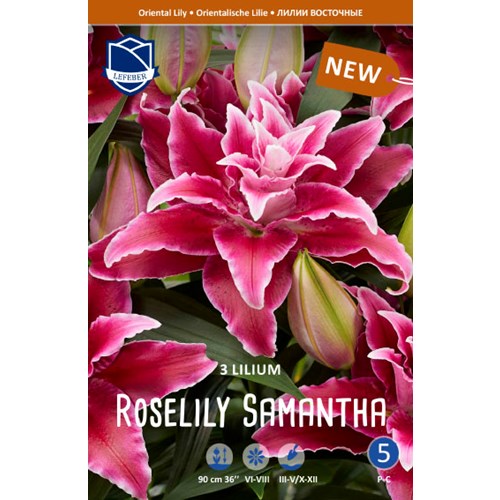 Lilja, orient, Roselily Samantha