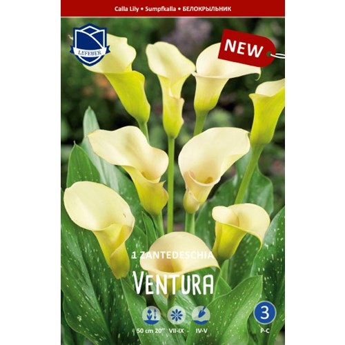 Kalla, Ventura