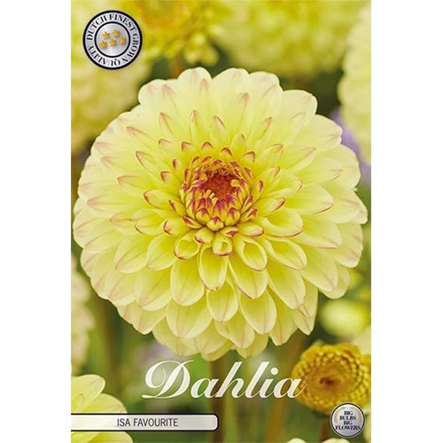 Dahlia, Isa Favourite